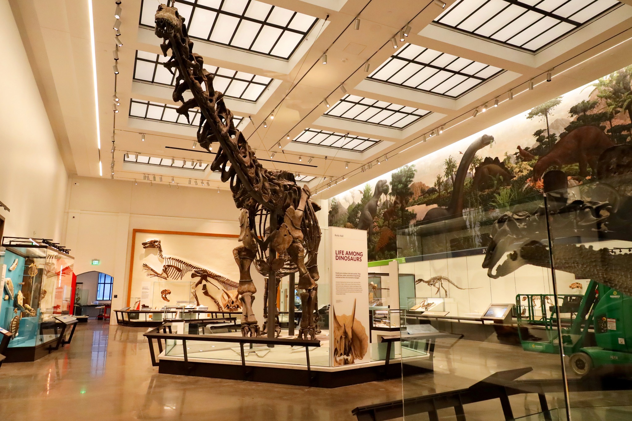 Large dinosaur fossil in a gallery of other fossil exhibits